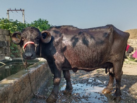 थंबनेल 2