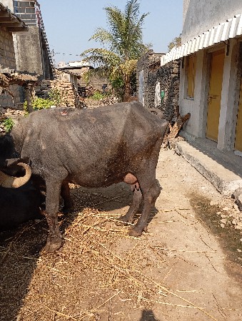 ભેસ વેચવાની છે
