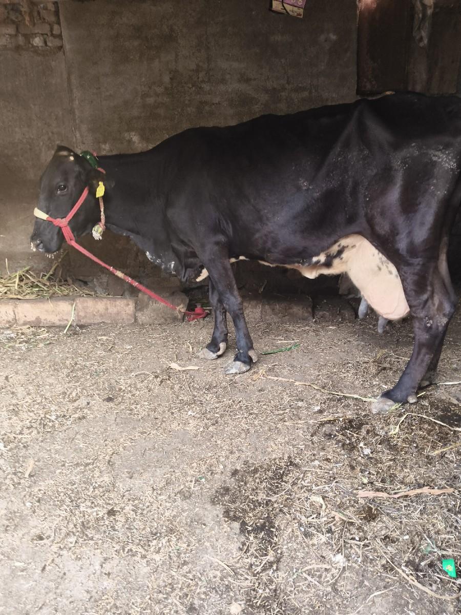 થંબનેલ 2