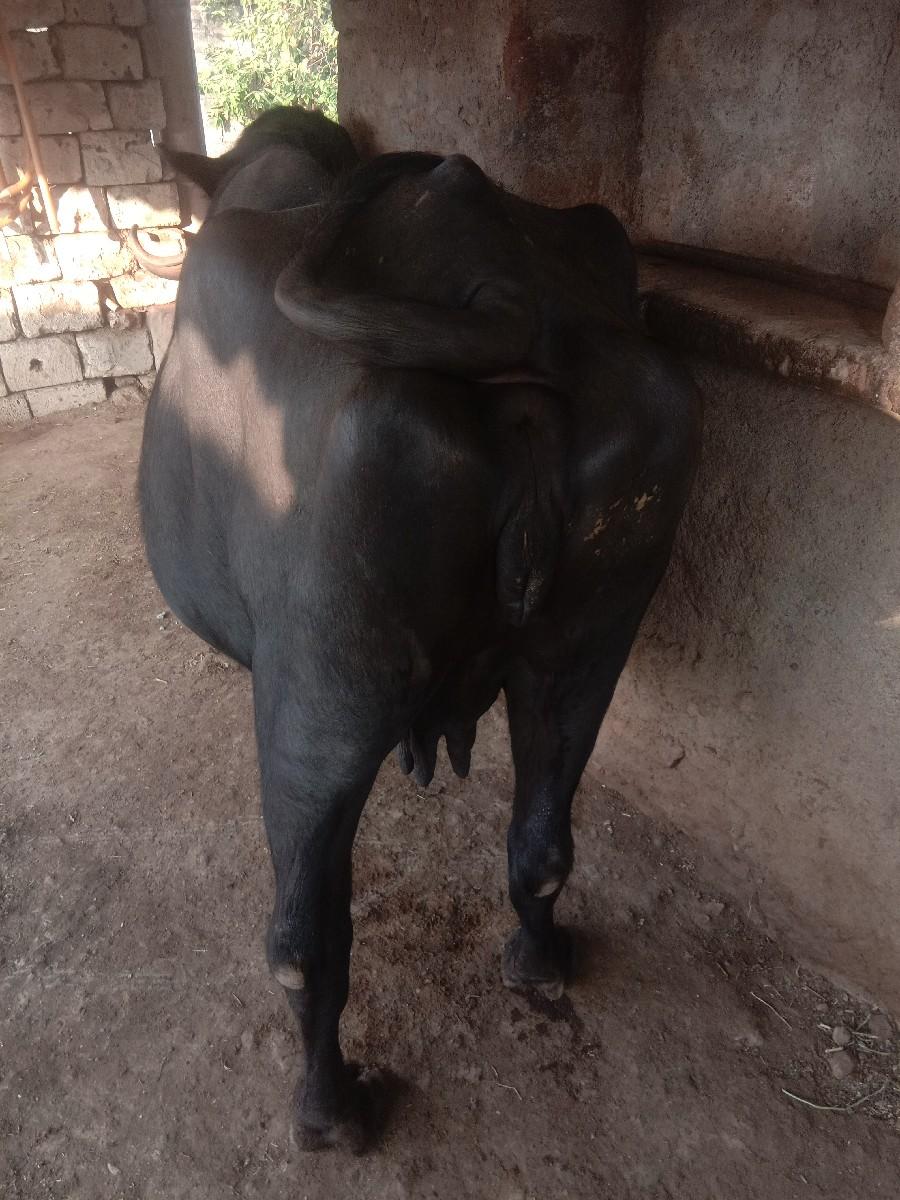 થંબનેલ 3