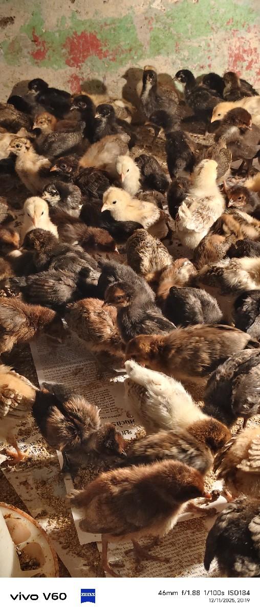 પિયોર સોનાલી