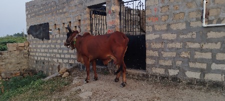 ગાય વેચવાની છે