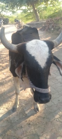 ગાય વેસવાની