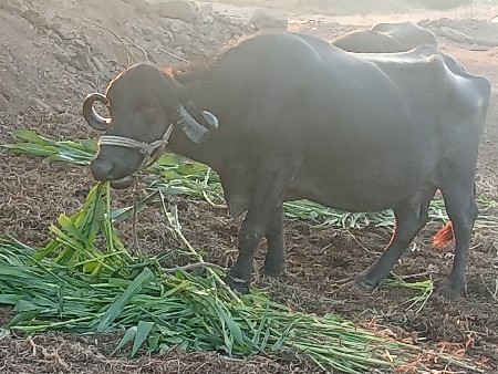 થંબનેલ 2