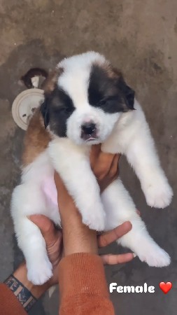 થંબનેલ 3