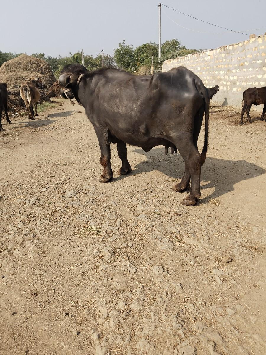 થંબનેલ 3