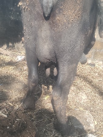 આ ભેંસ વેચવાની છે