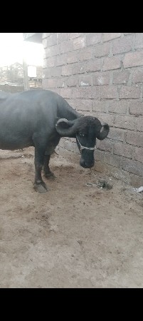 थंबनेल 2