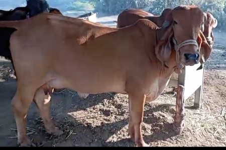 હોડકી વેચવાની છે