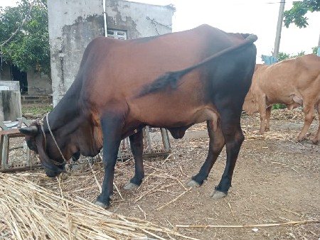 વેચવાની સે