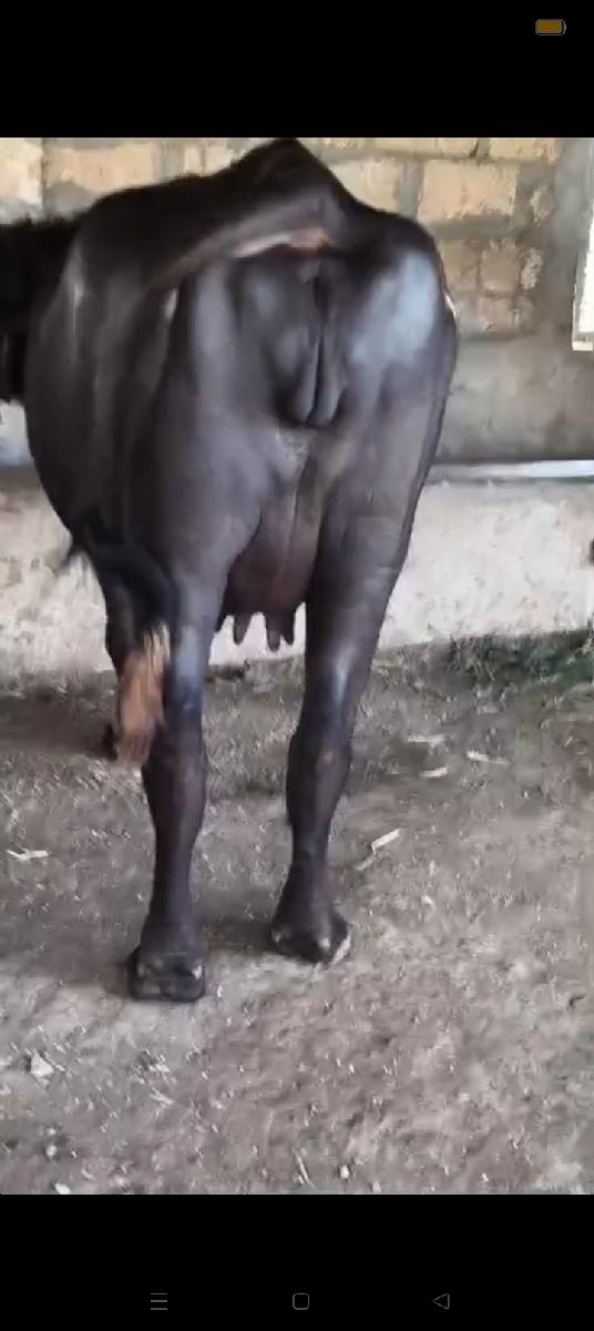 થંબનેલ 3