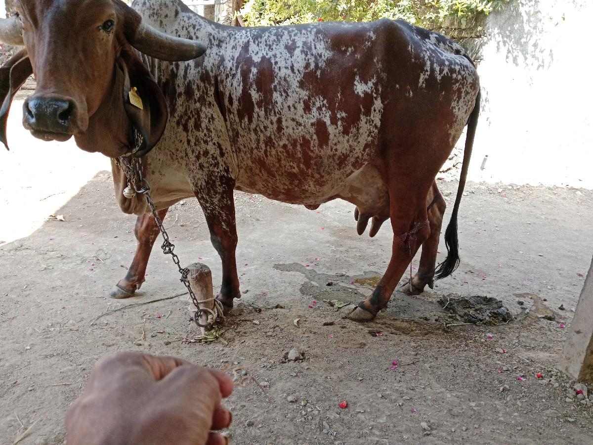 થંબનેલ 2