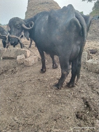 થંબનેલ 2