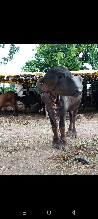 પાડો‌ એક વાડો વીયાણો છે સાવસોજો