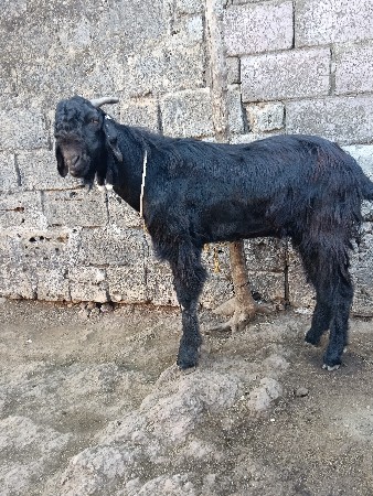 બકરો દોઘ વર સનો