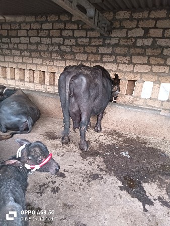 थंबनेल 3