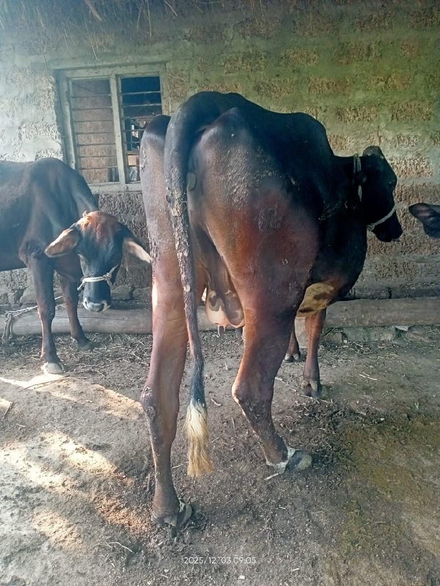 થંબનેલ 3