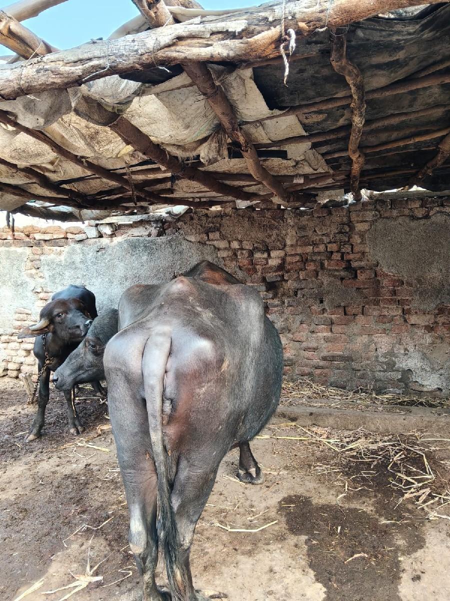 થંબનેલ 2