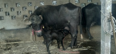 થંબનેલ 3