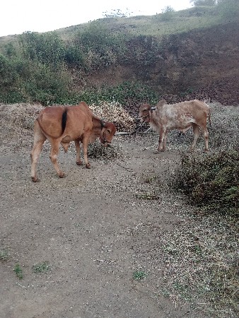 थंबनेल 3