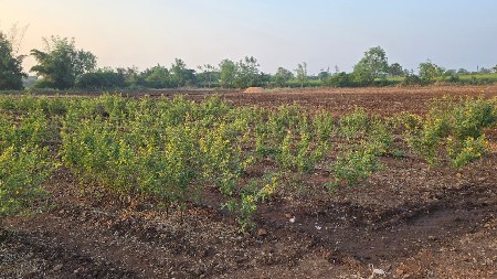 ભાણવડ થી નાવગામ થી  ગુંદા