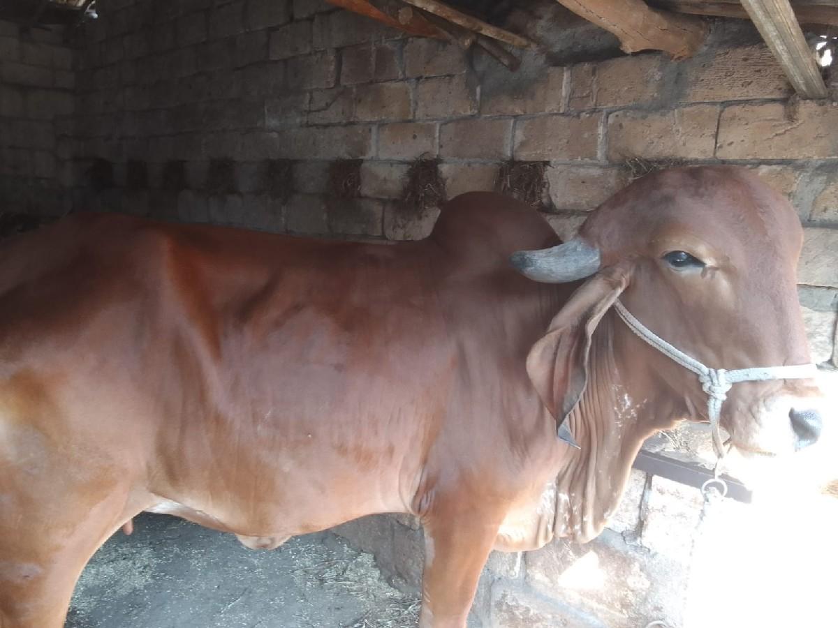 વોડકી વેચવાની છે