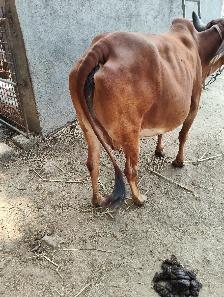 थंबनेल 3