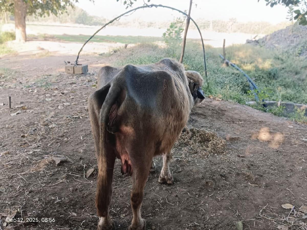 थंबनेल 2