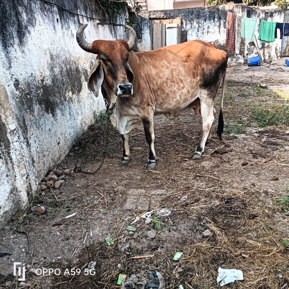 थंबनेल 2