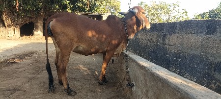 થંબનેલ 3