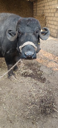 જાફરાબાદી ભેંસ વેચવાની છે