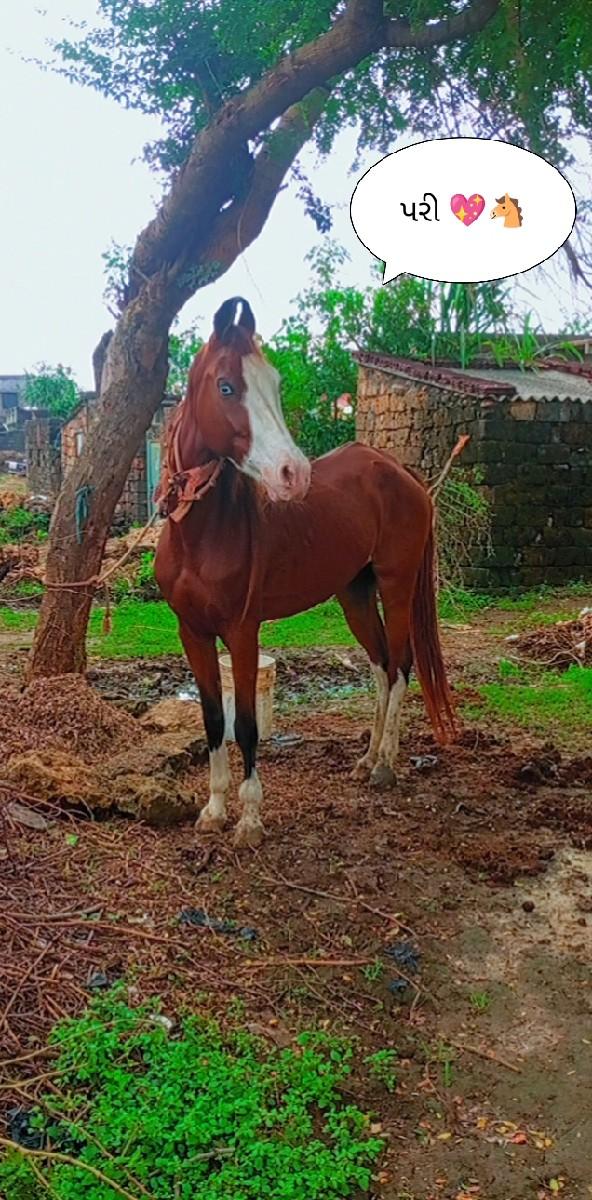 ઘોડો ઘોડી બેય વેચવાના સે