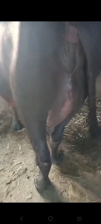 25  દિવસ ની વિયાણેલી છે