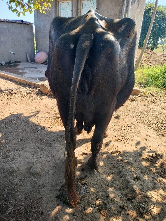 ભેંશ વેચવાની છે