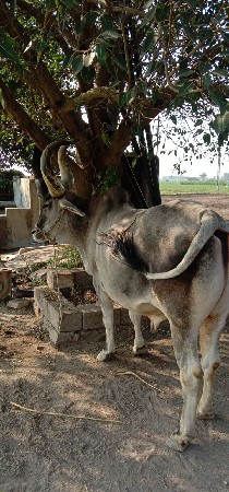 બળદ વેચવાનો છે