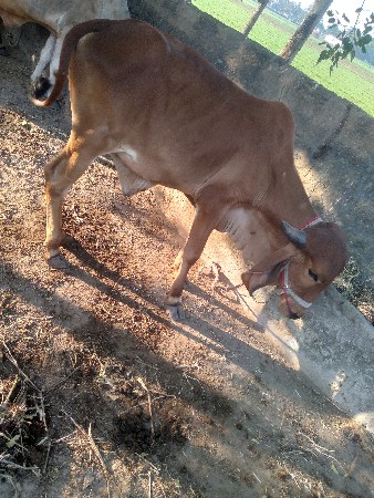 थंबनेल 3