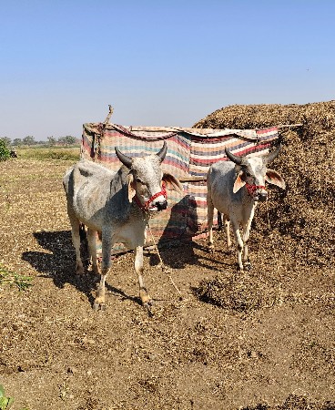 ઘોઢલા વેચવાના છે..