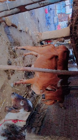 પેલું વેતર ગાય