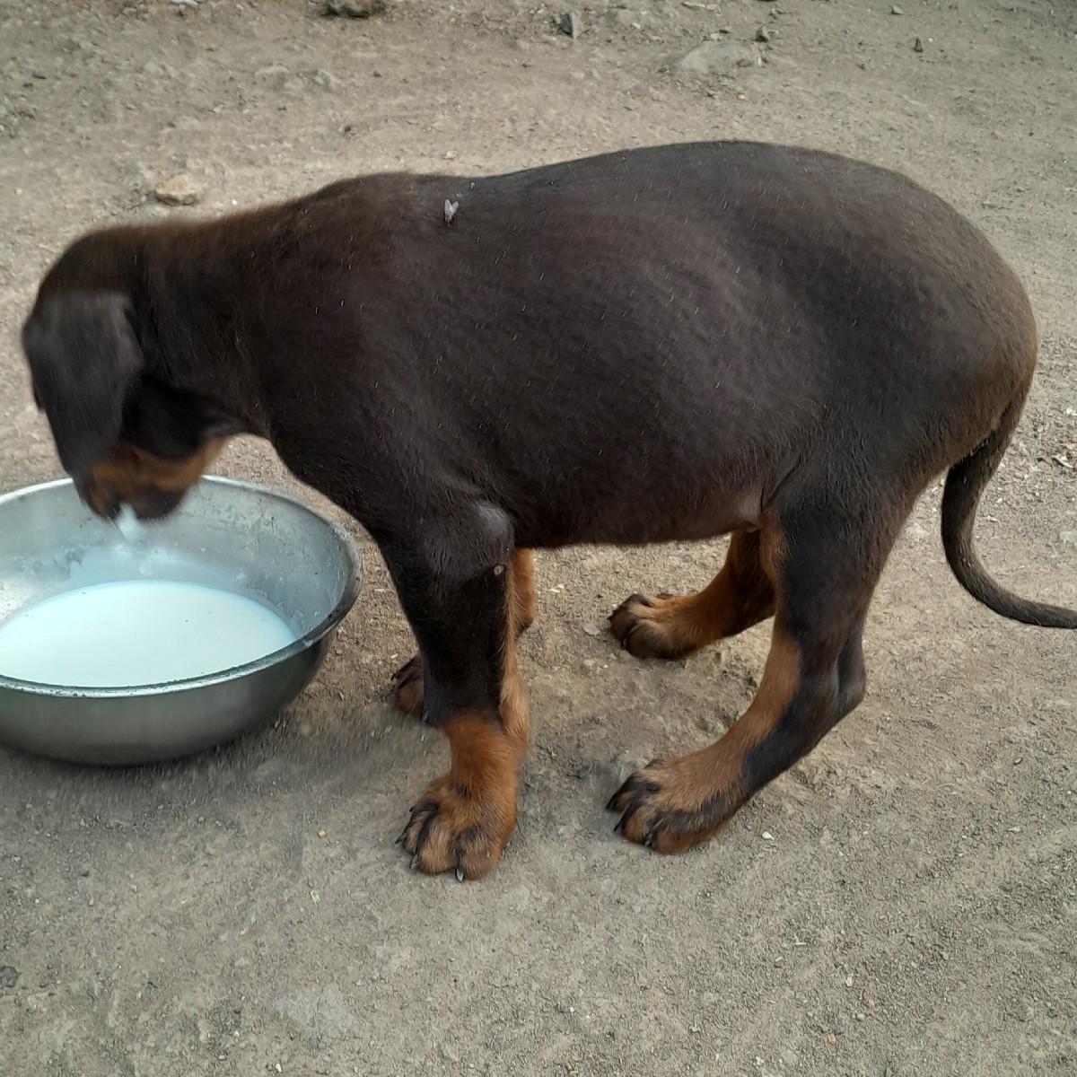 કુતરી વેસવાનીછે