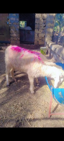 2 ઘેટાં વેચવા ના છે