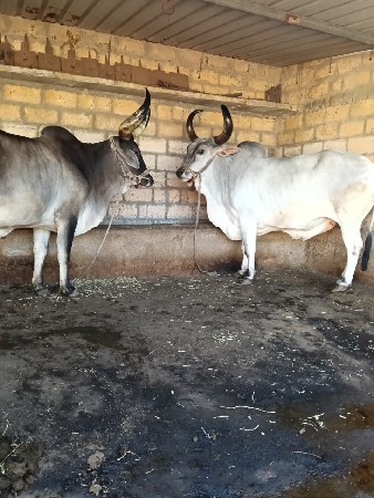 બળદ વેચવા ના સે