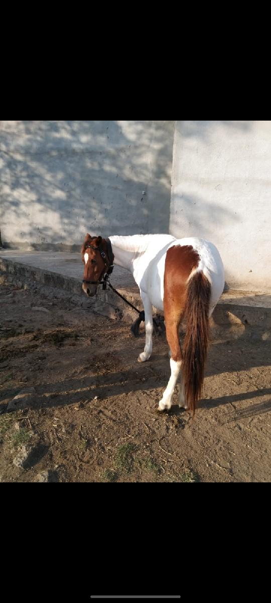 વેચવાની છે