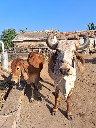 थंबनेल 3