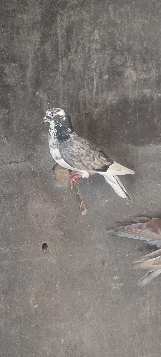 સાટા કરવાના