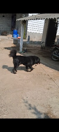 ડોગ મીટિંગ માટે સે વેસવા નો નથી