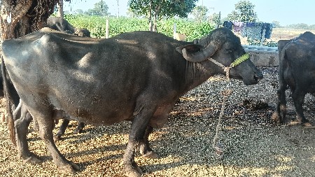 ભેંસ વેચવાની છે