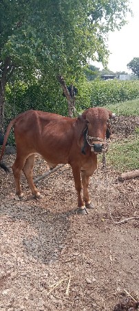 થંબનેલ 2