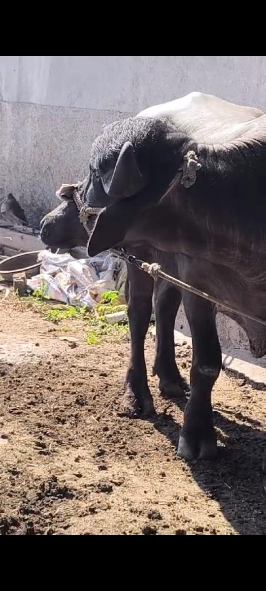 ખીરી. ખડાઈછે