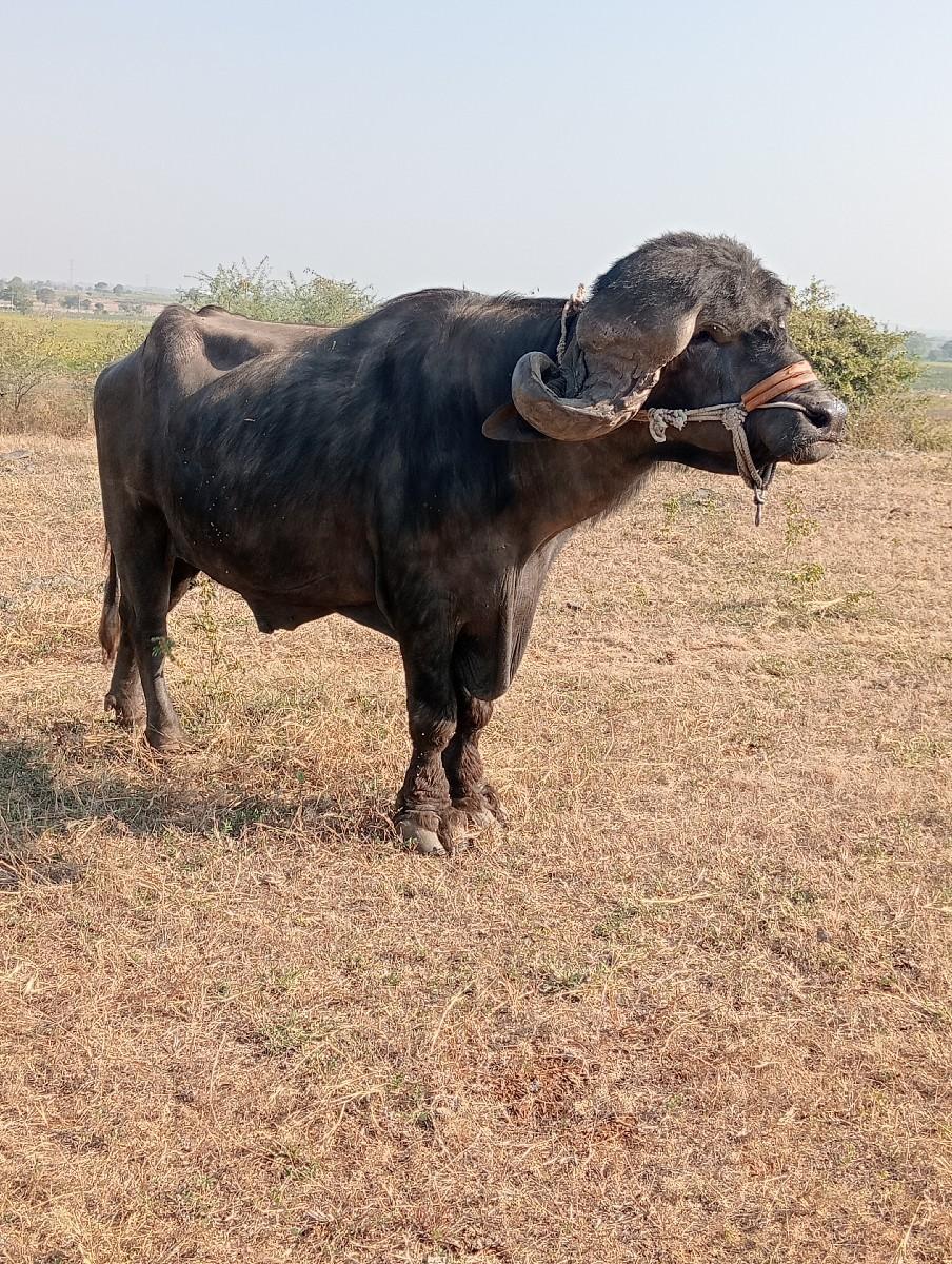 थंबनेल 3