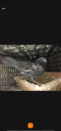 કબૂતર વેચવાના છે